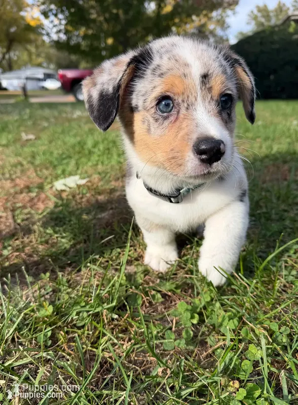 Doc – Pembroke Welsh Corgi puppy for sale in Ottumwa, IA
