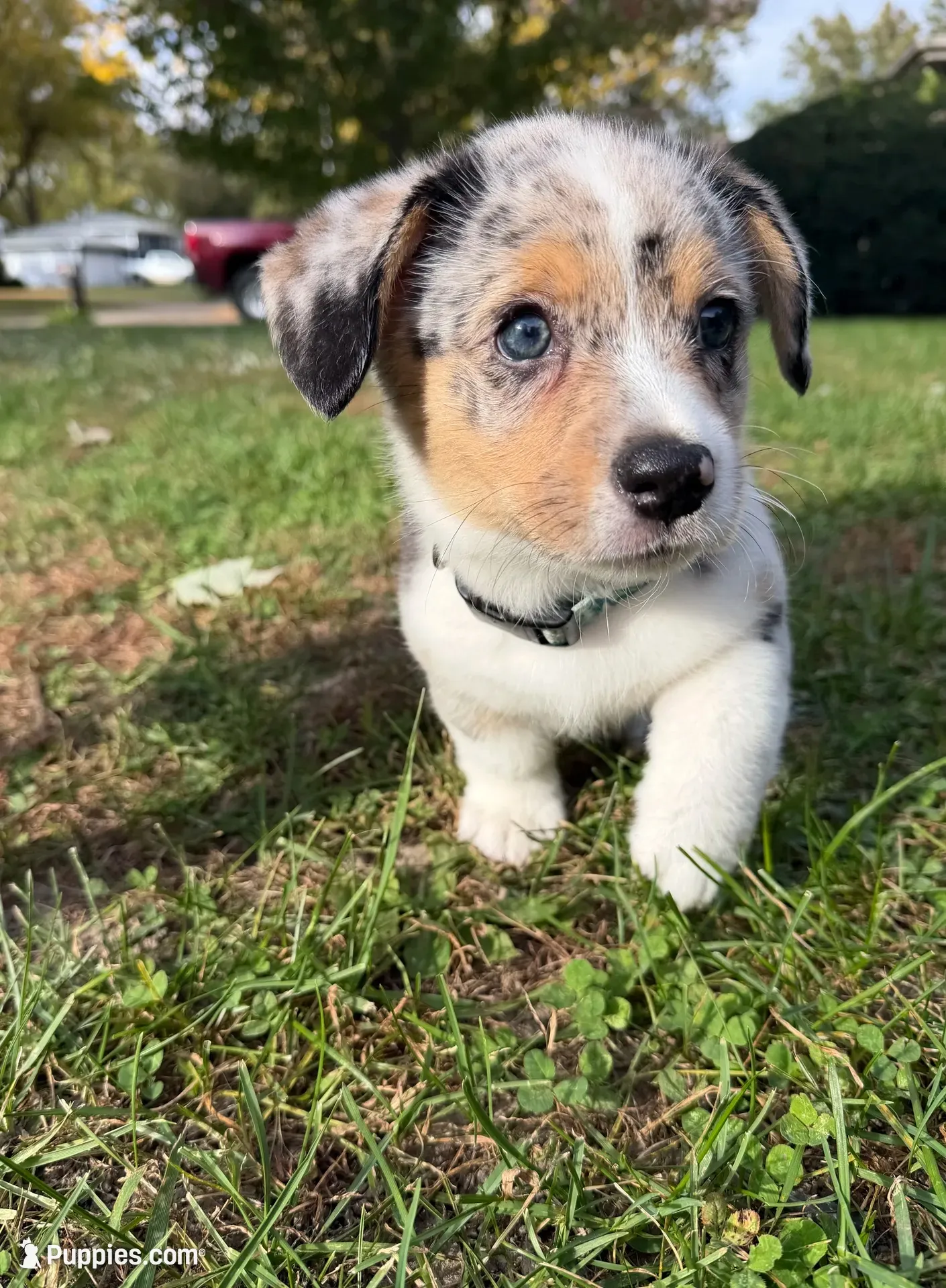 Doc, a male Pembroke Welsh Corgi for sale in Ottumwa, IA – 1 of 10