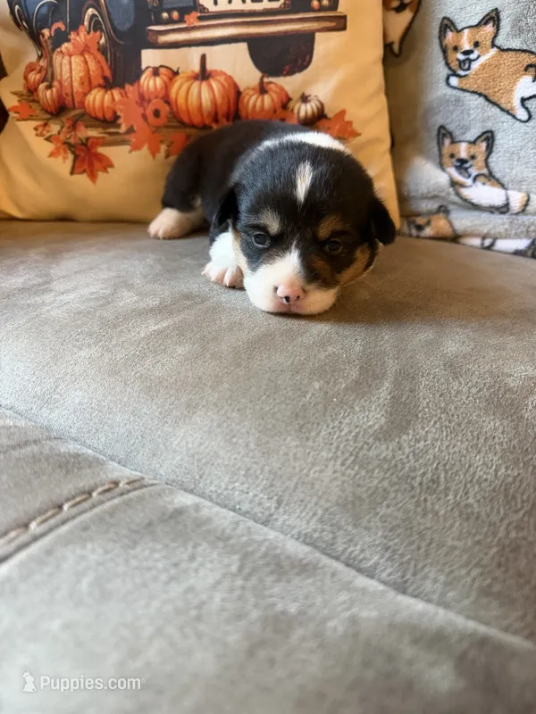 Mater – Pembroke Welsh Corgi puppy for sale in Ottumwa, IA