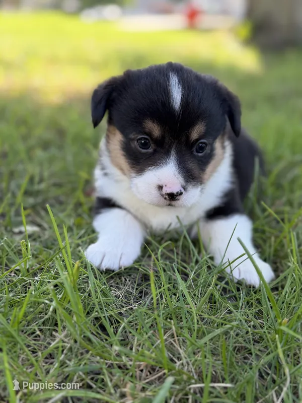 Mater – Pembroke Welsh Corgi puppy for sale in Ottumwa, IA