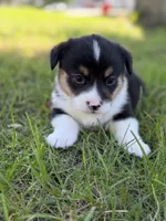 Mater, a male Pembroke Welsh Corgi for sale in Ottumwa, IA – 2 of 9