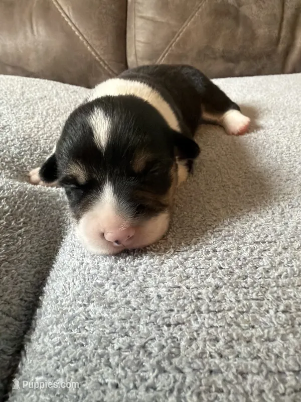 Mater – Pembroke Welsh Corgi puppy for sale in Ottumwa, IA