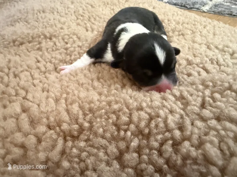 Boy #2 – Pembroke Welsh Corgi puppy for sale in Ottumwa, IA
