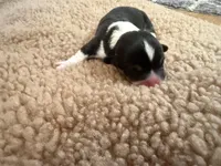 Boy #2, a male Pembroke Welsh Corgi for sale in Ottumwa, IA – 1 of 3
