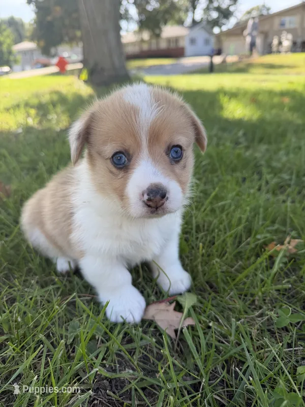 Cruz – Pembroke Welsh Corgi puppy for sale in Ottumwa, IA