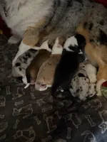 Boy #2, a male Pembroke Welsh Corgi for sale in Ottumwa, IA – 3 of 3