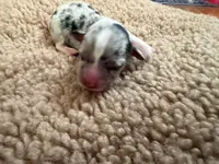 Doc, a male Pembroke Welsh Corgi for sale in Ottumwa, IA – 10 of 10