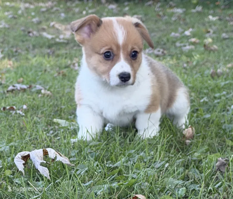 Flo – Pembroke Welsh Corgi puppy for sale in Ottumwa, IA