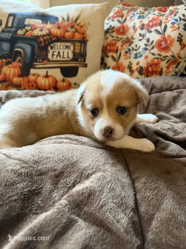 Cruz – Pembroke Welsh Corgi puppy for sale in Ottumwa, IA