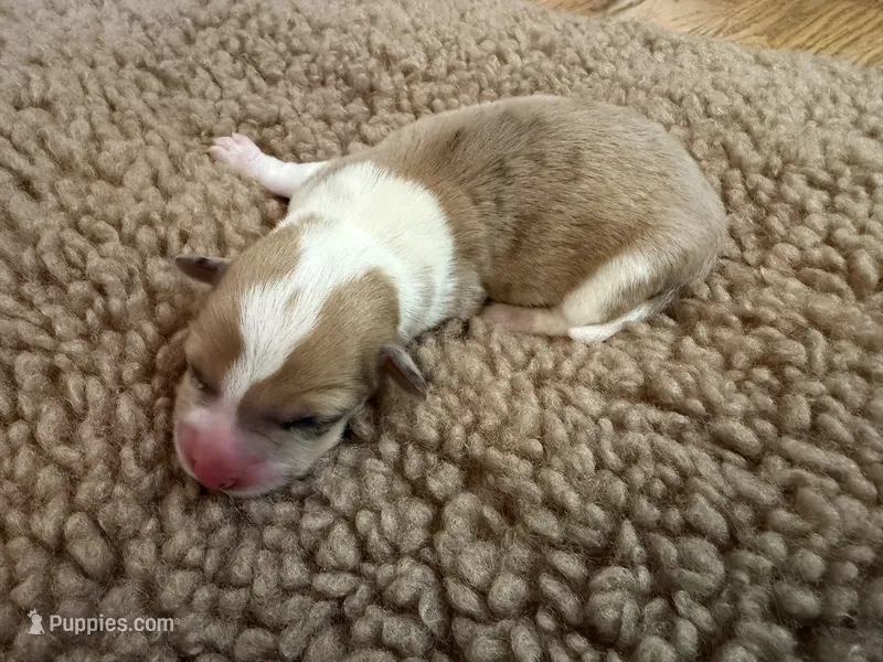 Girl #1 – Pembroke Welsh Corgi puppy for sale in Ottumwa, IA
