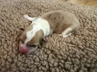 Girl #1, a female Pembroke Welsh Corgi for sale in Ottumwa, IA – 1 of 3