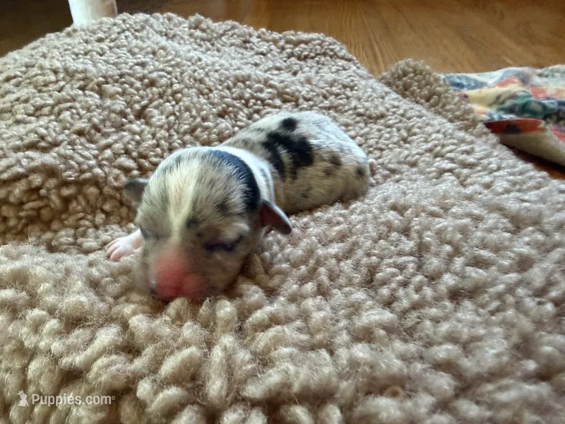 Boy#1 – Pembroke Welsh Corgi puppy for sale in Ottumwa, IA