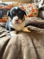 Mater, a male Pembroke Welsh Corgi for sale in Ottumwa, IA – 5 of 9