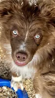 Cacoa, a male Australian Shepherd for sale in Fort Mohave, AZ – 1 of 4