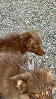 Dove, a female Australian Shepherd for sale in Fort Mohave, AZ – 3 of 4