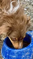 Angel Eyes, a male Australian Shepherd for sale in Fort Mohave, AZ – 3 of 4