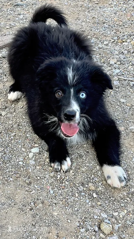 BB – Australian Shepherd puppy for sale in Fort Mohave, AZ