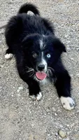 BB, a female Australian Shepherd for sale in Fort Mohave, AZ – 1 of 4
