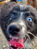 BB, a female Australian Shepherd for sale in Fort Mohave, AZ – 3 of 4