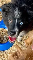 BB, a female Australian Shepherd for sale in Fort Mohave, AZ – 2 of 4