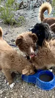 Cacoa, a male Australian Shepherd for sale in Fort Mohave, AZ – 2 of 4