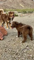 Cacoa, a male Australian Shepherd for sale in Fort Mohave, AZ – 4 of 4