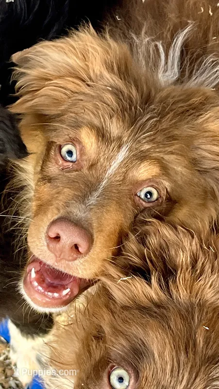 Angel Eyes – Australian Shepherd puppy for sale in Fort Mohave, AZ