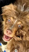 Angel Eyes, a male Australian Shepherd for sale in Fort Mohave, AZ – 1 of 4
