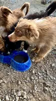 Angel Eyes, a male Australian Shepherd for sale in Fort Mohave, AZ – 2 of 4