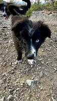 BB, a female Australian Shepherd for sale in Fort Mohave, AZ – 4 of 4