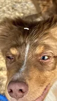 Angel Eyes, a male Australian Shepherd for sale in Fort Mohave, AZ – 4 of 4