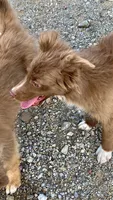 Dove, a female Australian Shepherd for sale in Fort Mohave, AZ – 4 of 4