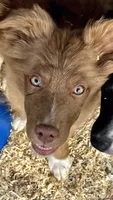 Dove, a female Australian Shepherd for sale in Fort Mohave, AZ – 1 of 4