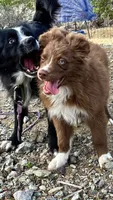 Cacoa, a male Australian Shepherd for sale in Fort Mohave, AZ – 3 of 4
