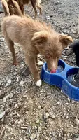 Dove, a female Australian Shepherd for sale in Fort Mohave, AZ – 2 of 4