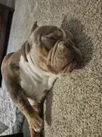 Bruce, a male American Bully for sale in Florida City, FL – Photo 4 of 5