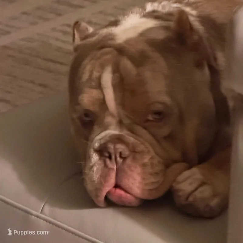 Bruce – American Bully puppy for sale in Florida City, FL