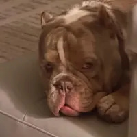 Bruce, a male American Bully for sale in Florida City, FL – Photo 1 of 5