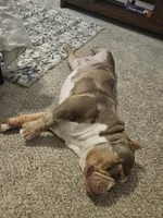 Bruce, a male American Bully for sale in Florida City, FL – Photo 5 of 5