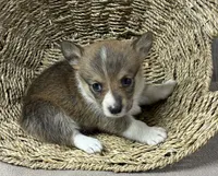 Crissy, a female Pembroke Welsh Corgi for sale in Wentworth, MO – 2 of 2
