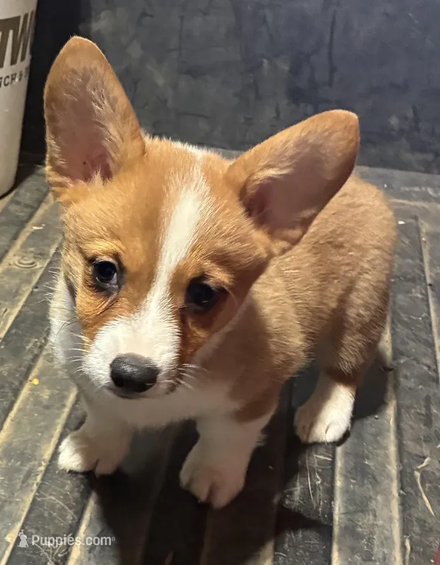 Lane – Pembroke Welsh Corgi puppy for sale in Wentworth, MO