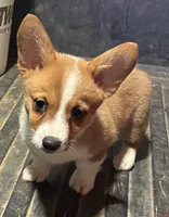 Lane, a male Pembroke Welsh Corgi for sale in Wentworth, MO – 1 of 1