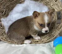 Lane, a male Pembroke Welsh Corgi for sale in Wentworth, MO – Photo 2 of 2