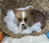 Lane, a male Pembroke Welsh Corgi for sale in Wentworth, MO – Photo 1 of 2