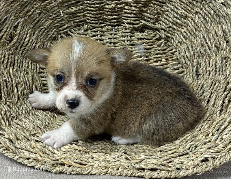 Alexa – Pembroke Welsh Corgi puppy for sale in Wentworth, MO