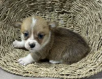 Alexa, a female Pembroke Welsh Corgi for sale in Wentworth, MO – 1 of 2