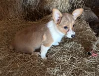 Susie, a female Pembroke Welsh Corgi for sale in Wentworth, MO – 2 of 2