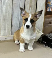 Bradley, a male Pembroke Welsh Corgi for sale in Wentworth, MO – 1 of 1