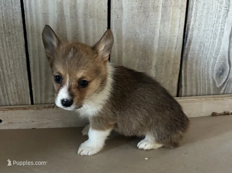 Crissy – Pembroke Welsh Corgi puppy for sale in Wentworth, MO