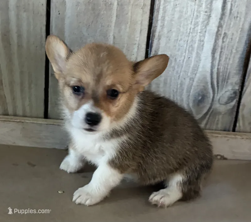 Sissy – Pembroke Welsh Corgi puppy for sale in Wentworth, MO